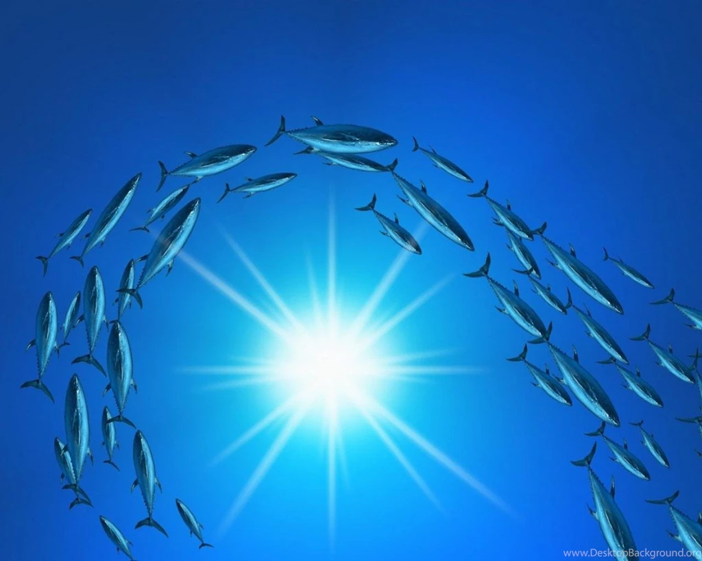 Aquaworld Underwater Water Fish Sun Depth HD Wallpapers Wallpapers ...