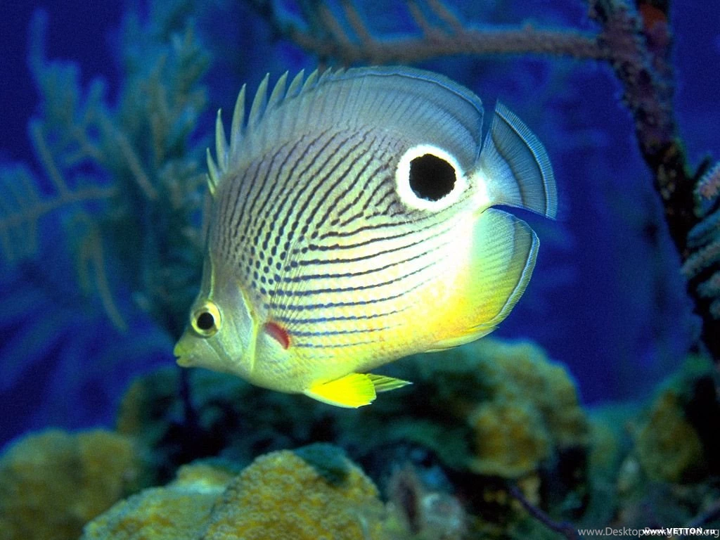Fish Wallpapers And Images   Wallpapers, Pictures, Photos