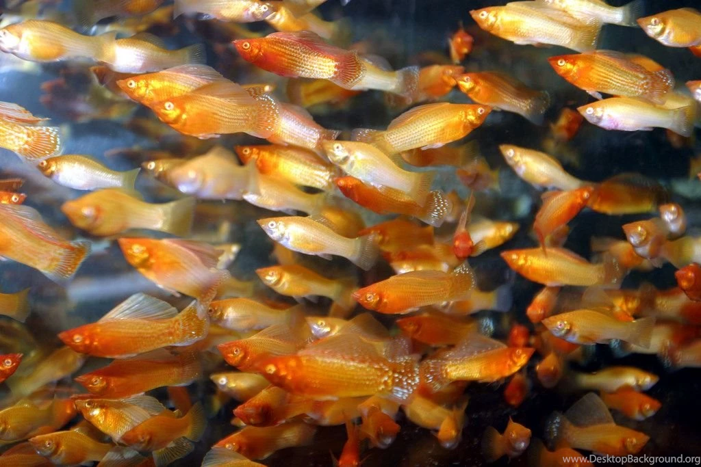 Free Wallpapers Poecilia Latipinna Fresh Water Fishes