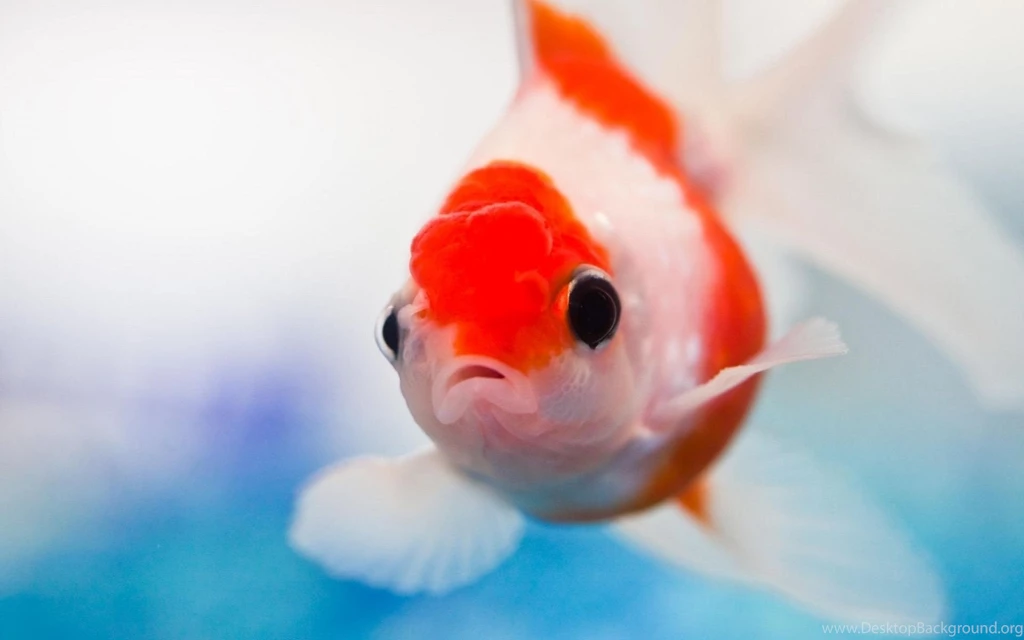 Fish, White, Red, Water, Swim   HD Wallpapers