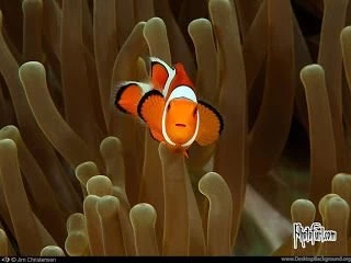 Like A Fish In The Water...