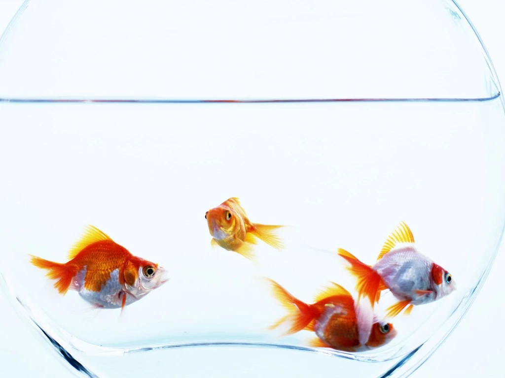 Under Water Fish Cute Photos