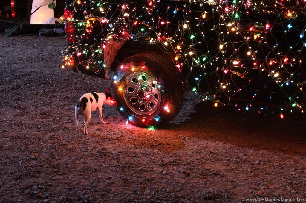 Dog, Car, Christmas Lights Wallpapers HD