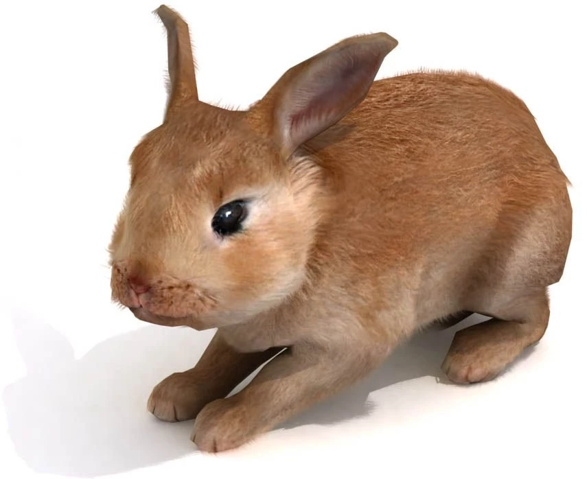 Animated Animal Quotes. QuotesGram