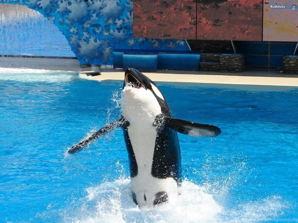 Animated Fish Wallpapers Download   Most People's Conceptions Of ...