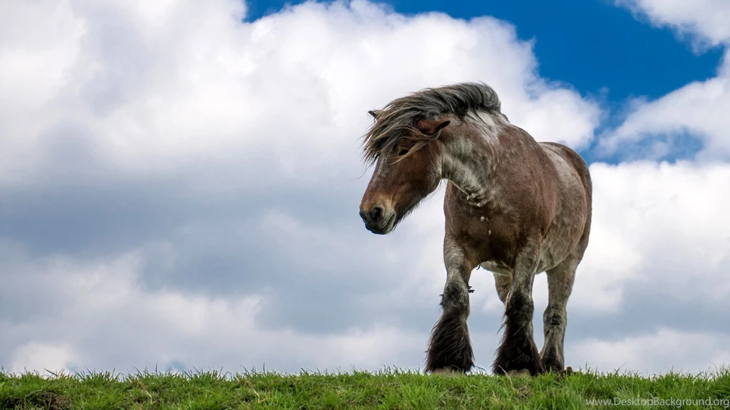 Horse Backgrounds For Computers 3 Items