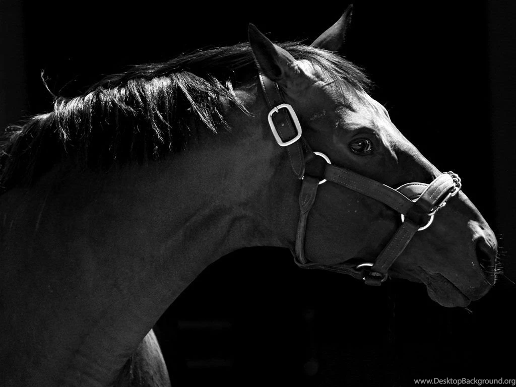 Wallpapers Horse Racing Wallpapers Border Horse Themed Borders ...