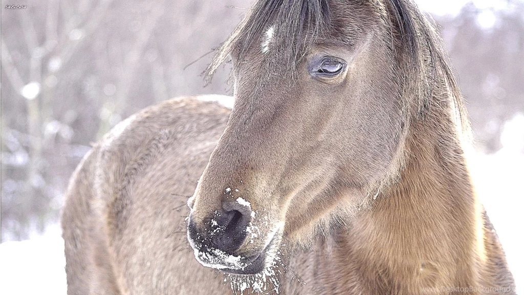 Horse Wallpapers For Computer Desktop 4 Items