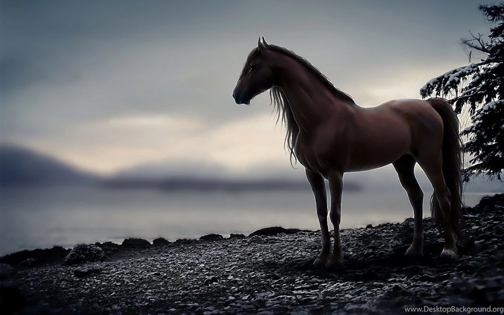 Horse Computer Wallpapers, Desktop Backgrounds