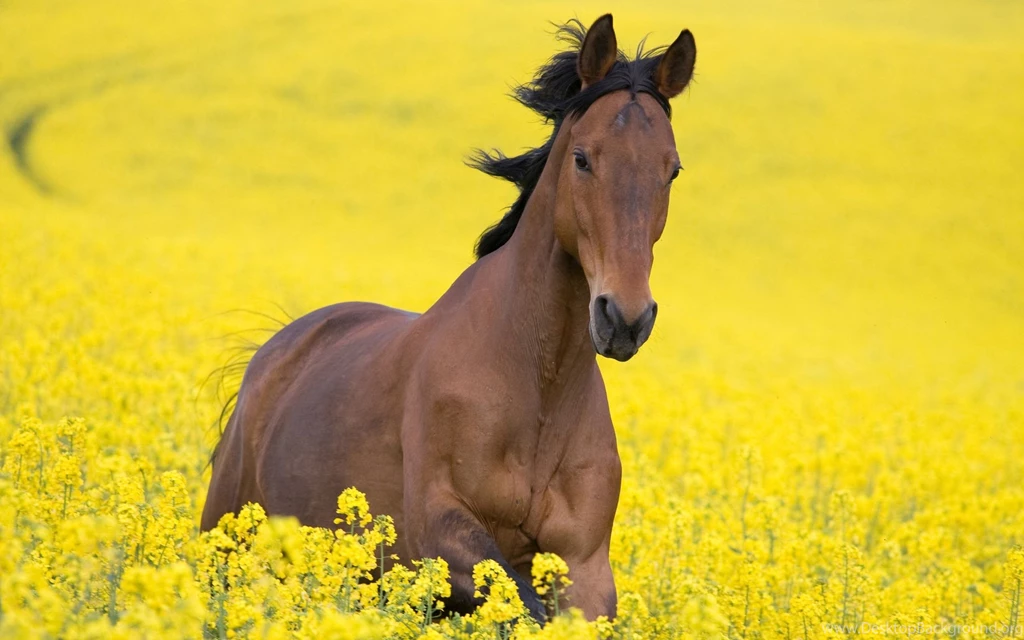 Horse Computer Wallpapers, Desktop Backgrounds