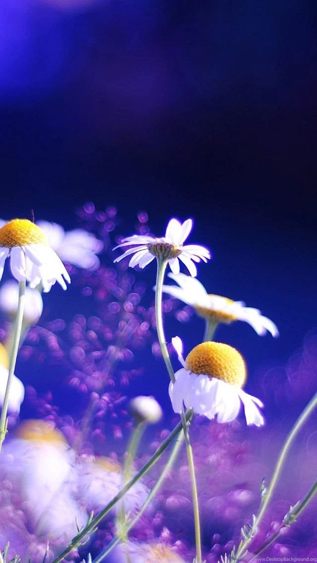 FREEIOS7