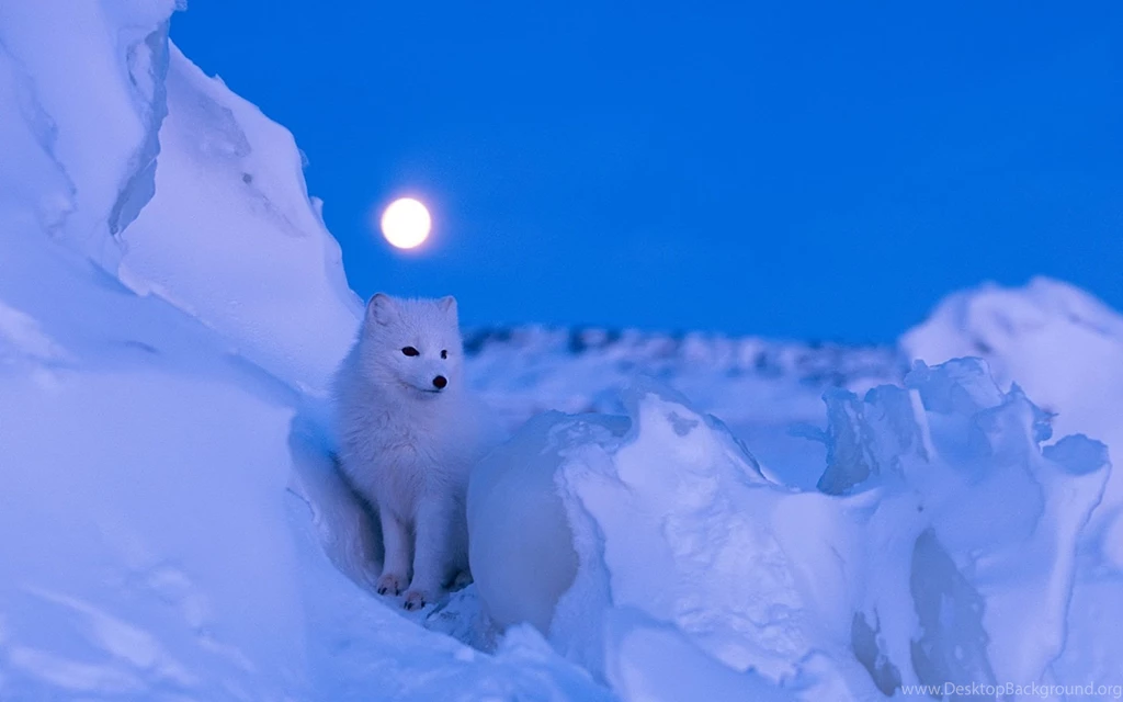 Arctic Fox Wallpapers HD Download