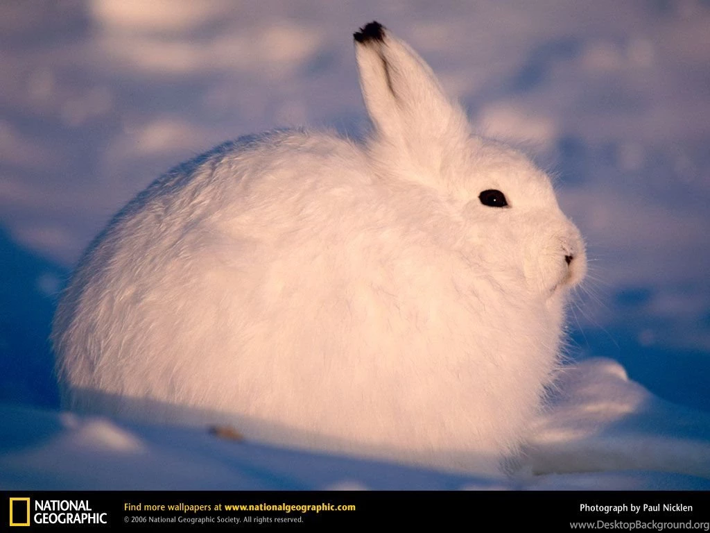 Arctic Hare Picture, Arctic Hare Desktop Wallpaper, Free ...