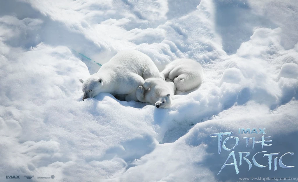 To The Arctic Wallpapers HD Download