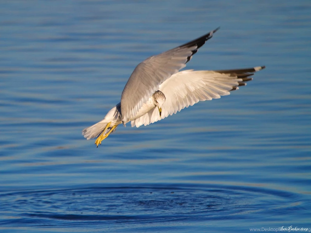 Free Arctic Tern Wallpapers Download Animals Town
