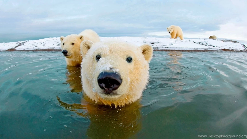 1600x900 Polar Bears Arctic Wallpapers