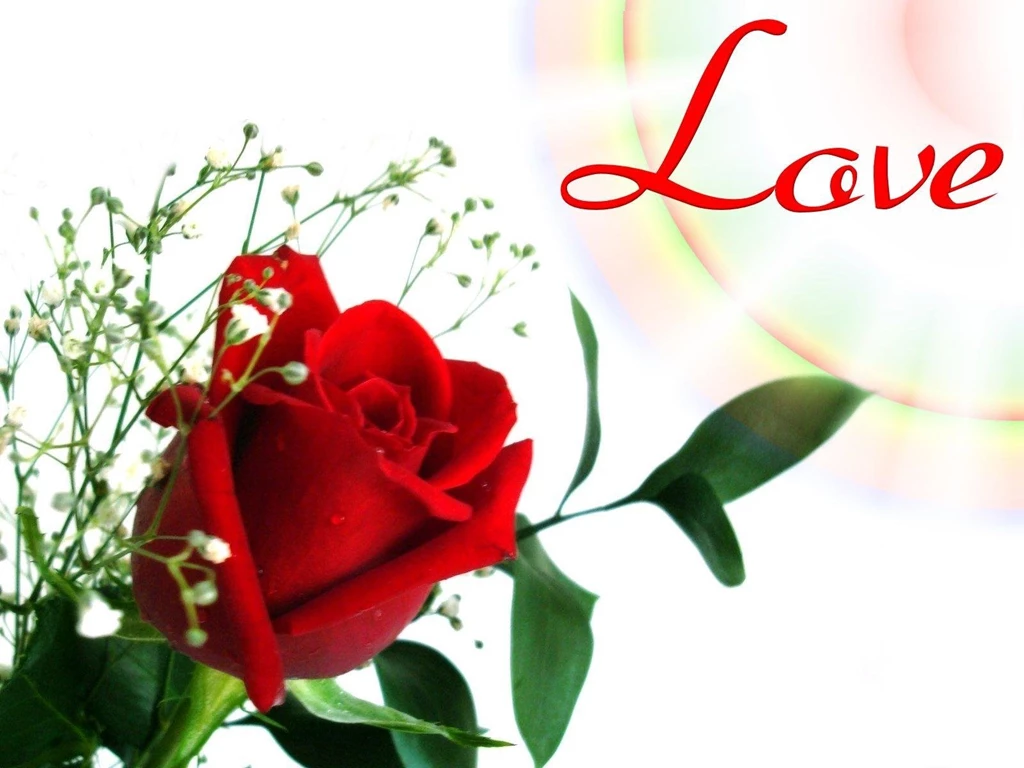 Love Flower Wallpapers   Wallpapers Cave