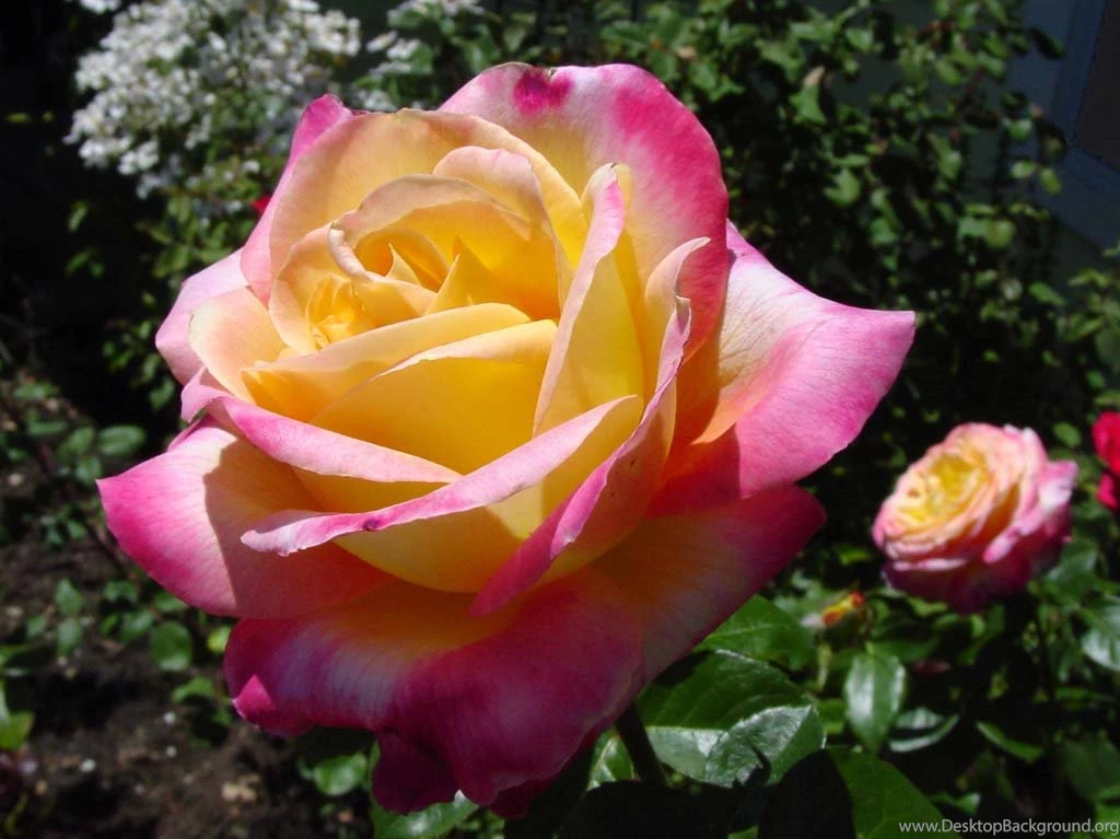 JAMI Wallpapers 4U Free • Jami.lt/wallpapers