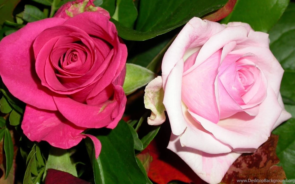 Pretty Pink Roses, Flower, Flowers, 1920x1200 HD Wallpapers And ...