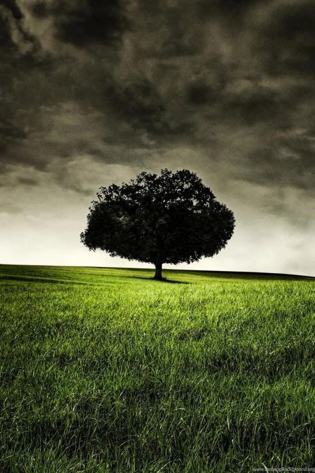 Lonely_tree_640x960_8238.jpg