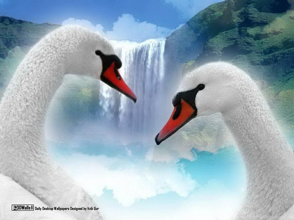 White Swan Birds In Love Wallpapers Free Desktop Backgrounds Free ...