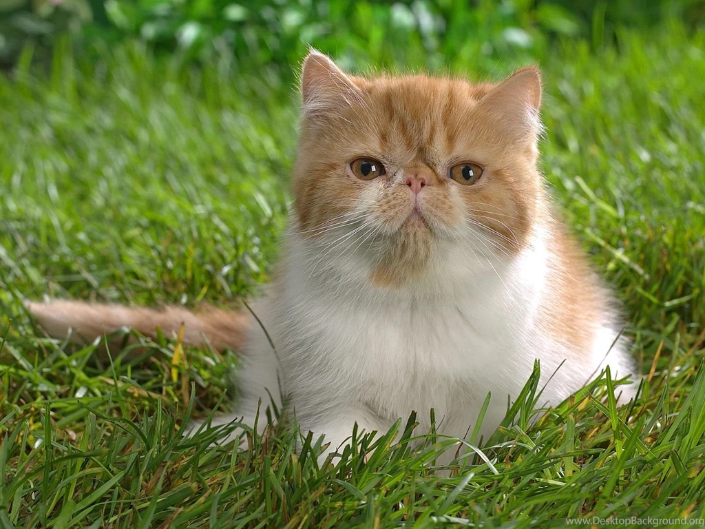 Free Wallpapers Butterscotch The Cat