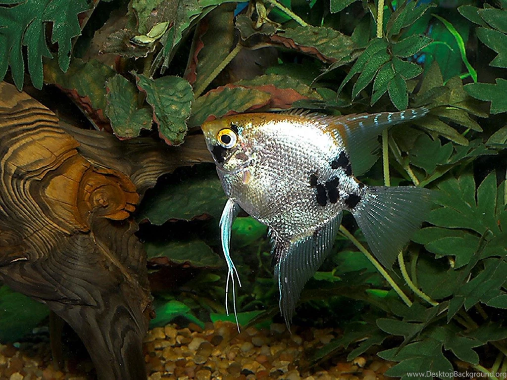 Free Wallpapers Marble Angel Fish