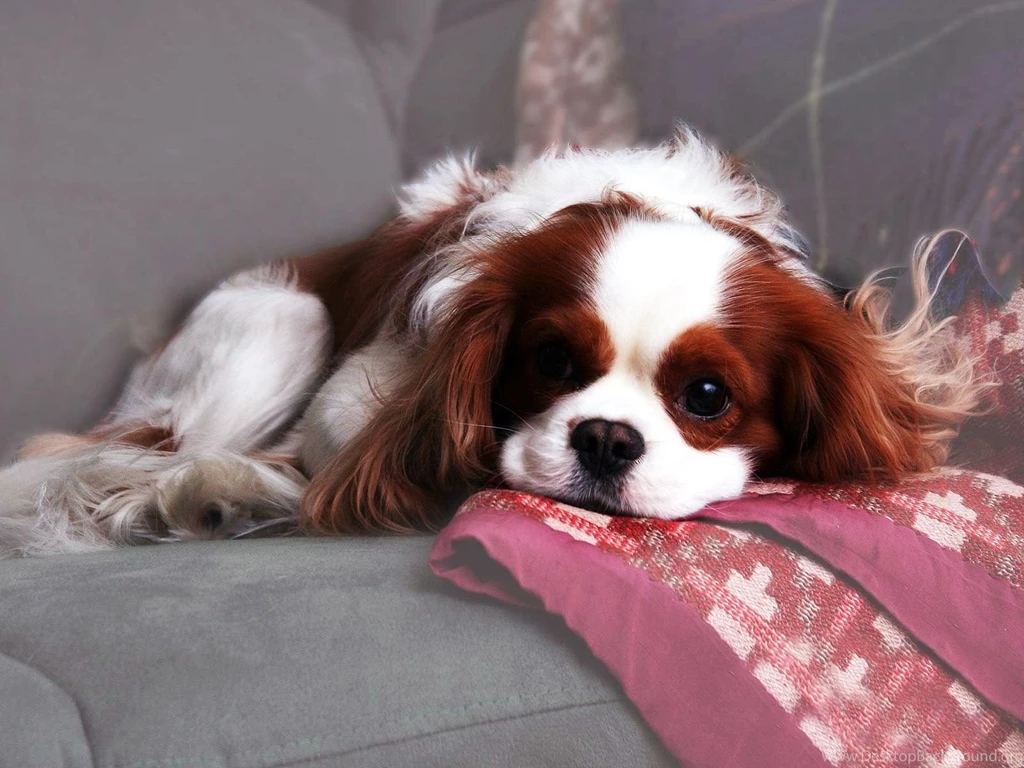 Cavalier King Charles Spaniel Wallpaper.jpg