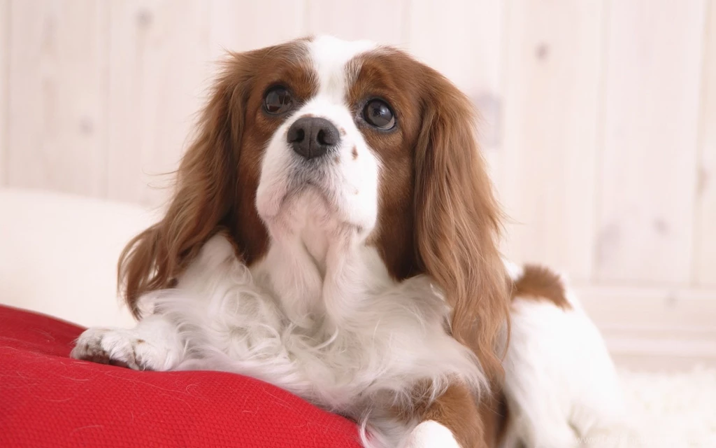Gallery For Cavalier King Charles Spaniel Wallpapers
