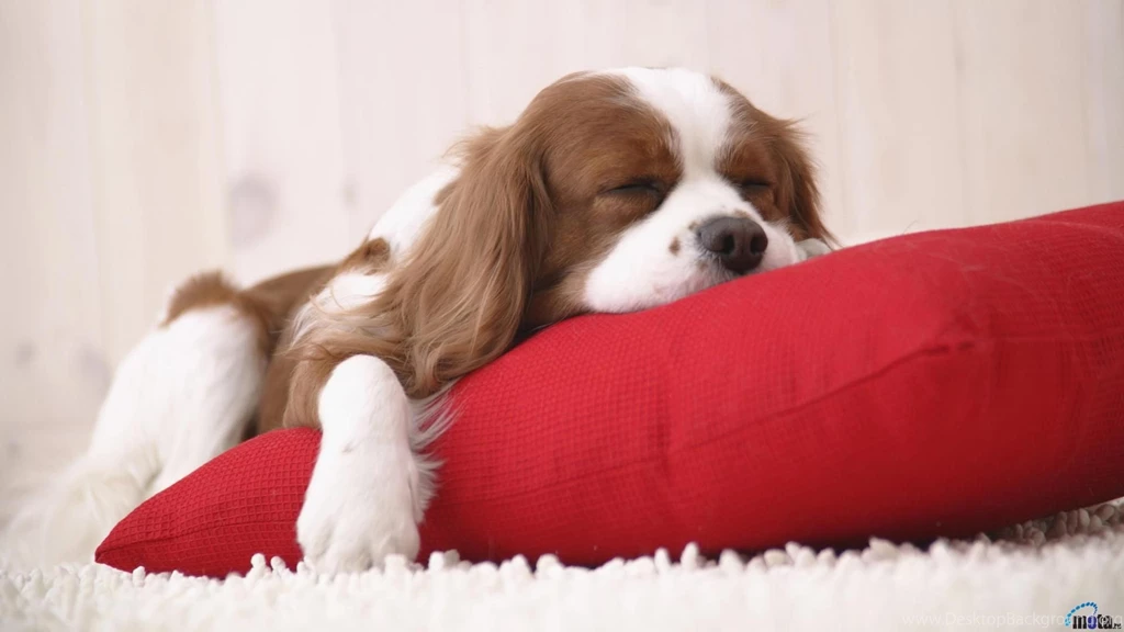 Cavalier King Charles Spaniel