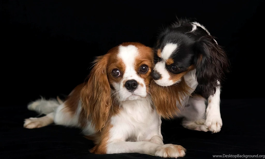 Lovely Cavalier King Charles Spaniel Dogs Photo And Wallpapers ...