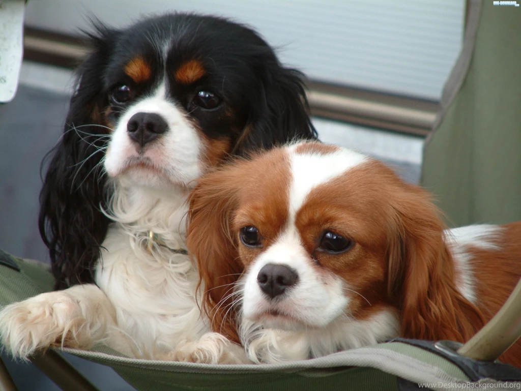 Cavalier King Charles Spaniel Wallpapers