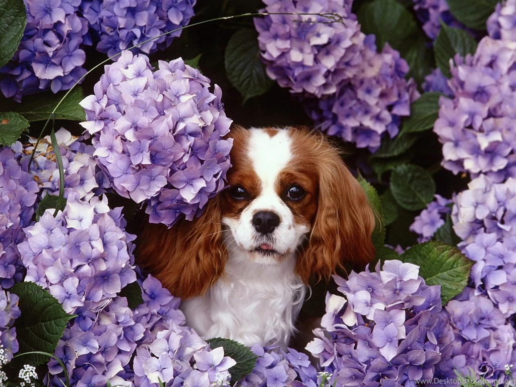 Free Wallpapers Cavalier King Charles Spaniel