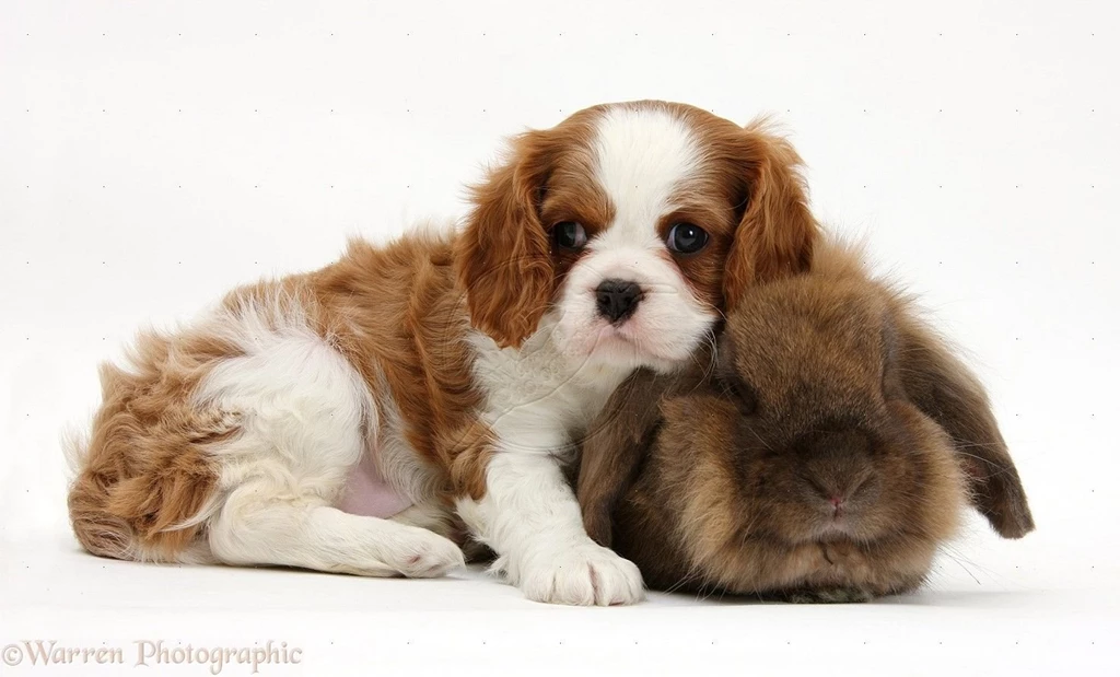 Cavalier King Charles Spaniel Awesome Wallpapers