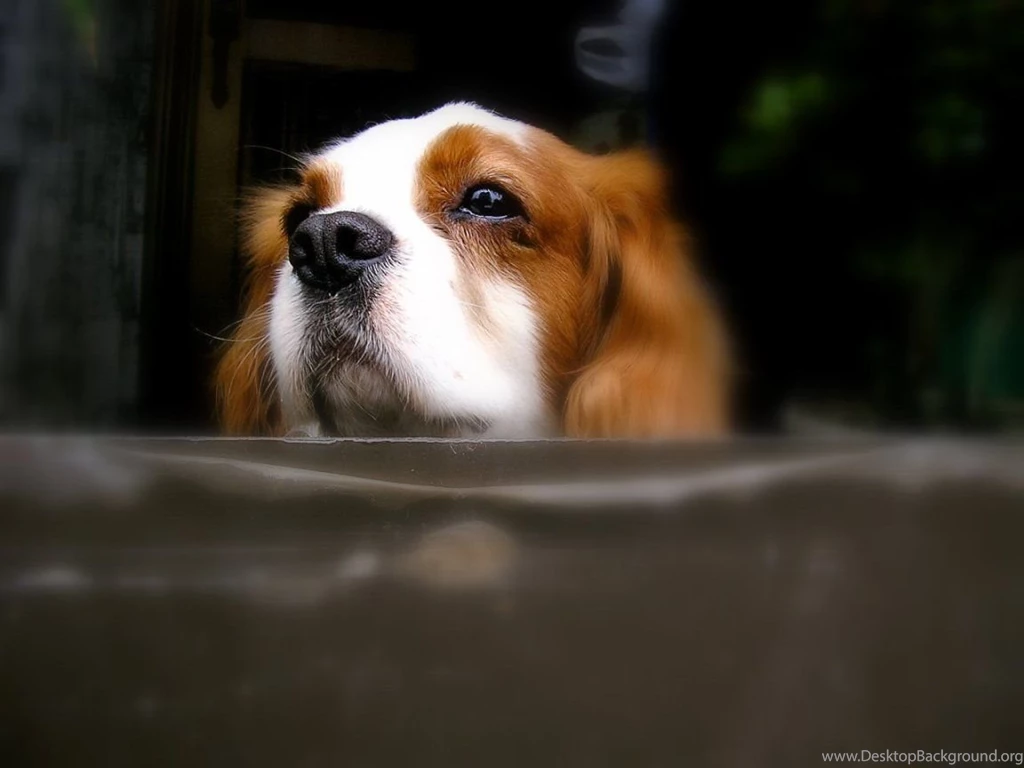 Cavalier King Charles Spaniel Cavalier King Charles Spaniels ...