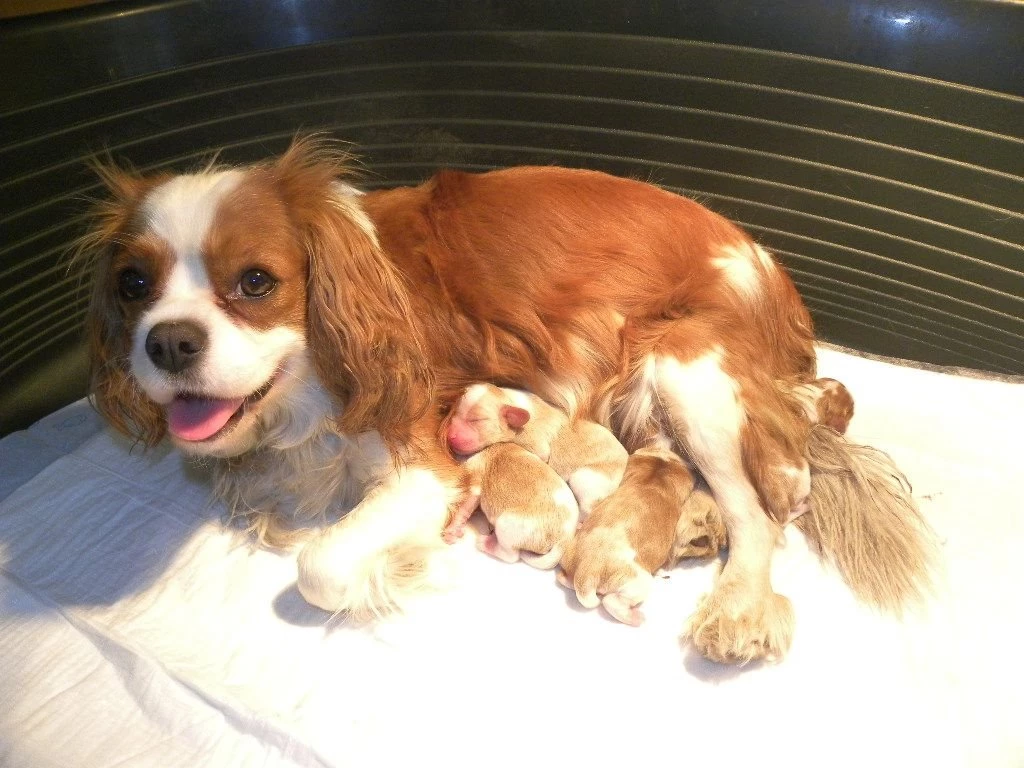 Cavalier King Charles Spaniel (id: 41180) – BUZZERG