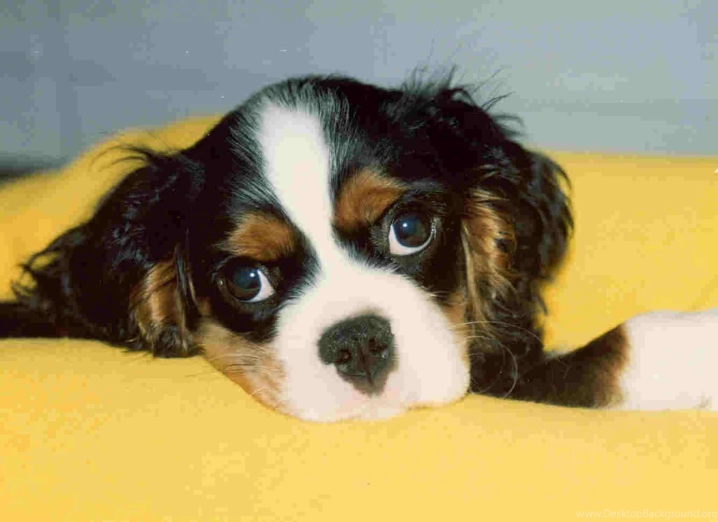 Cute Cavalier King Charles Spaniel Dog Photo And Wallpapers ...