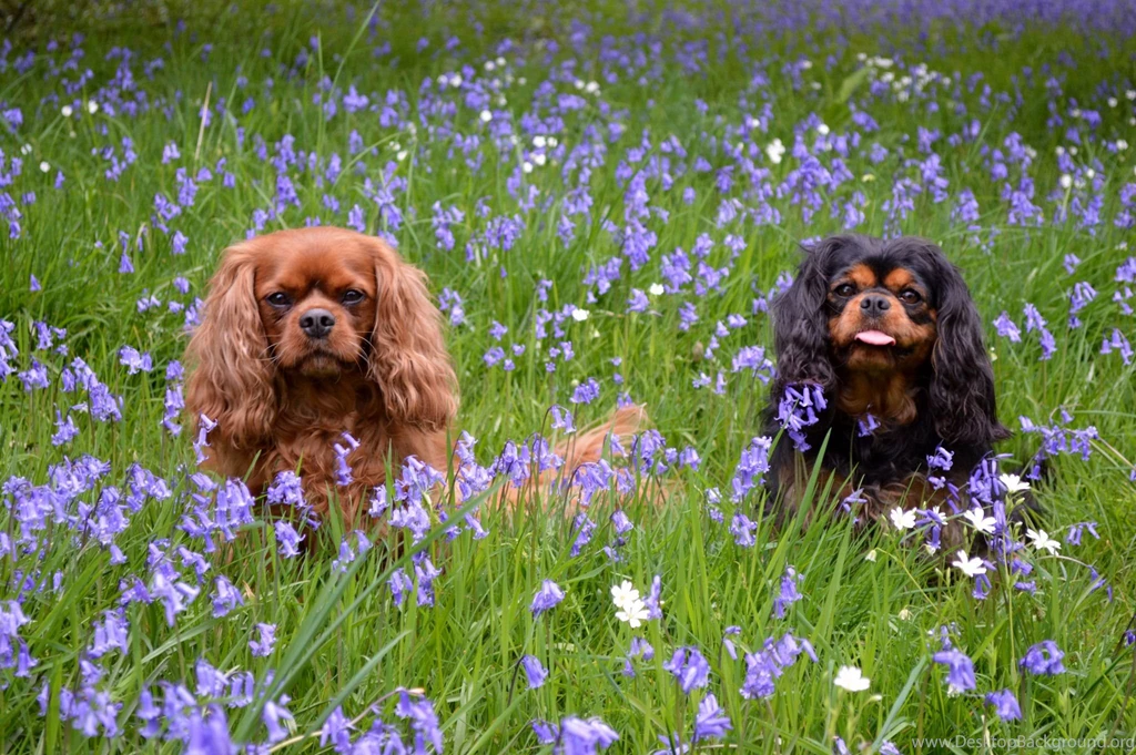 A Couple Of Dogs Cavalier King Charles Spaniel In The Grass ...