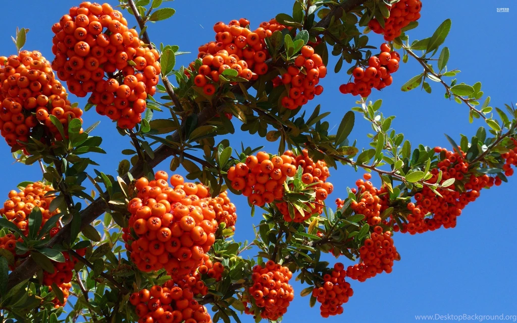 Fruits With Water Drops Wallpapers   Photography Wallpapers