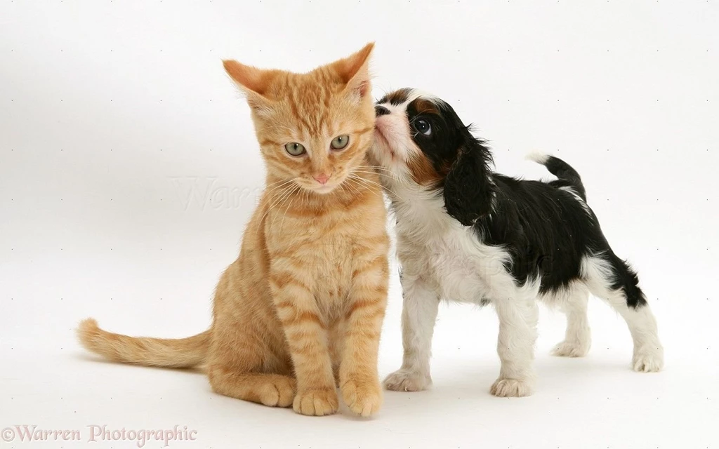 Cavalier King Charles Spaniel And Cats 36 Backgrounds Wallpapers ...