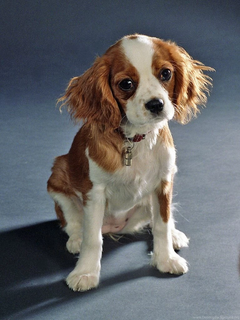 Drawn King Charles Spaniel Photo And Wallpaper. Beautiful Drawn ...