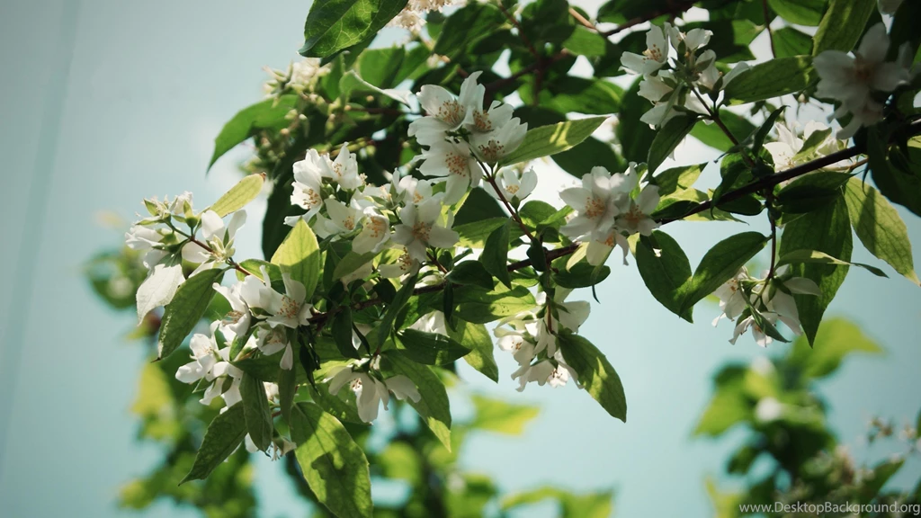 Jasmine Flower HD Wallpapers