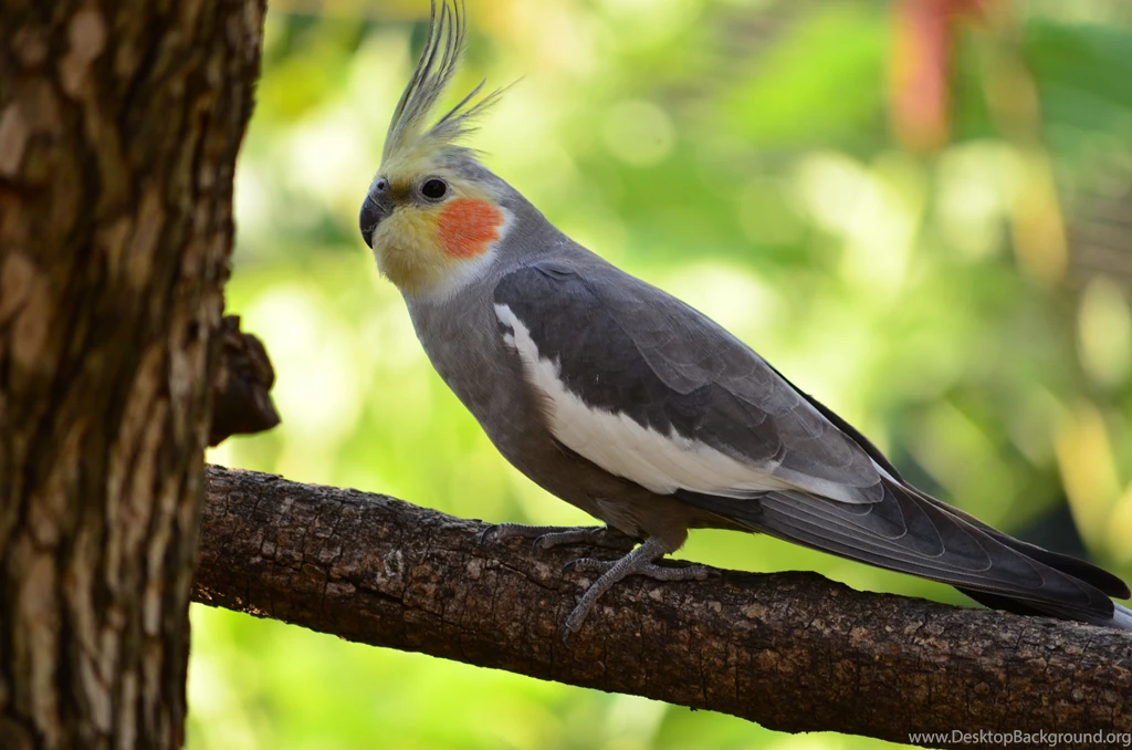 Cockatiel Bird HD Wallpapers