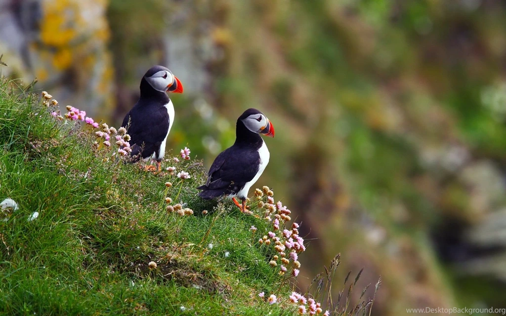 Atlantic Puffin Bird Desktop Wallpapers