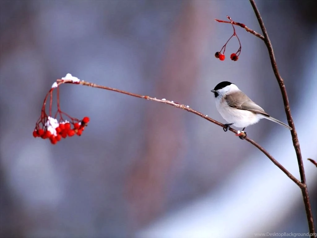 Bird Desktop Wallpapers Bird In Winter Photos Of Bird Desktop ...