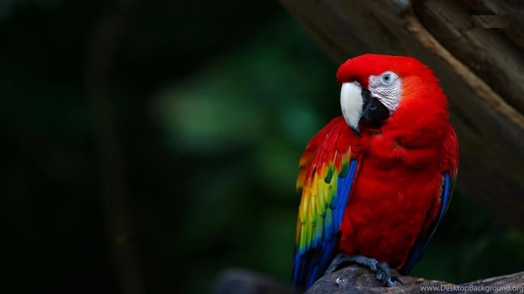 Desktop wallpaper bird hd.jpg