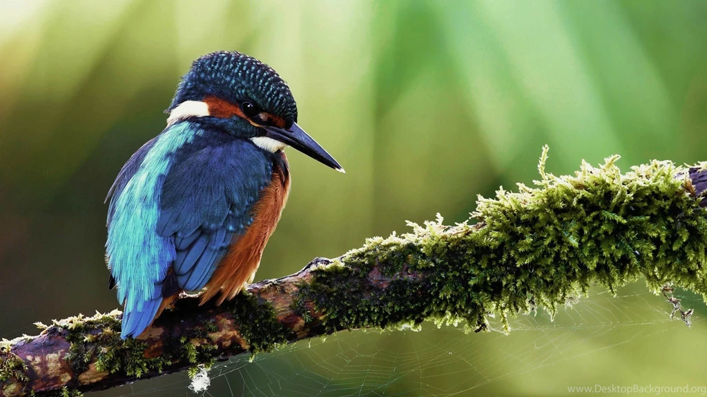 Shapely Bird Desktop Wallpapers HD
