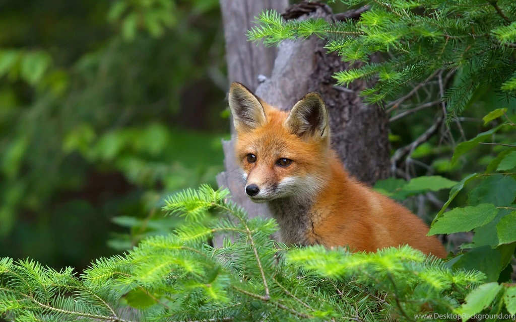 Fox Computer Wallpapers, Desktop Backgrounds