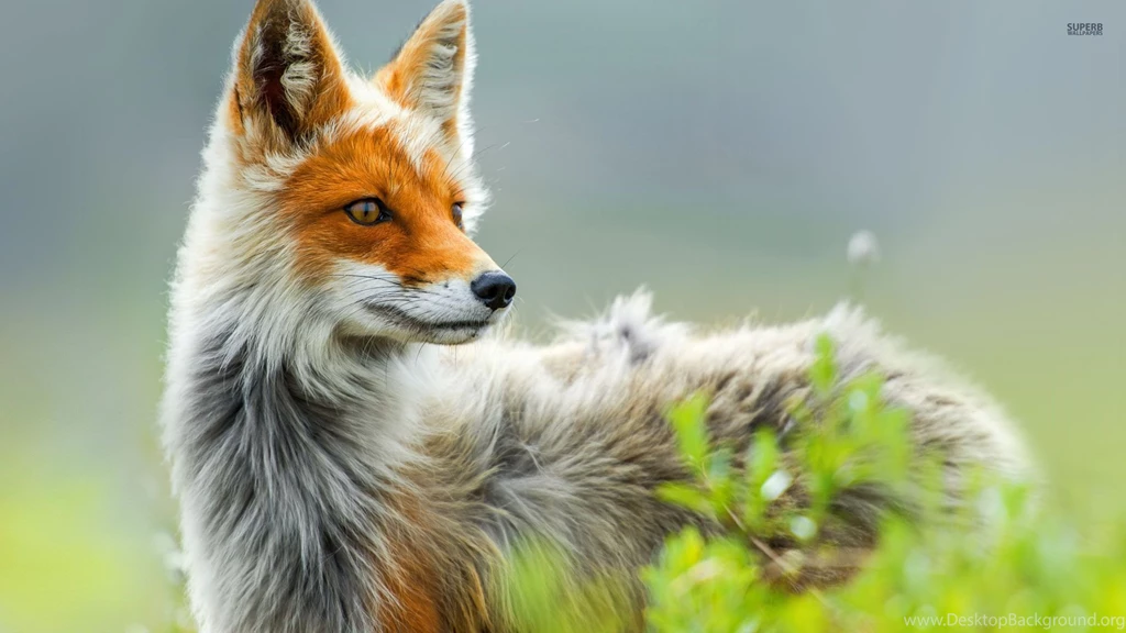 Fox Wallpapers   Animal Wallpapers