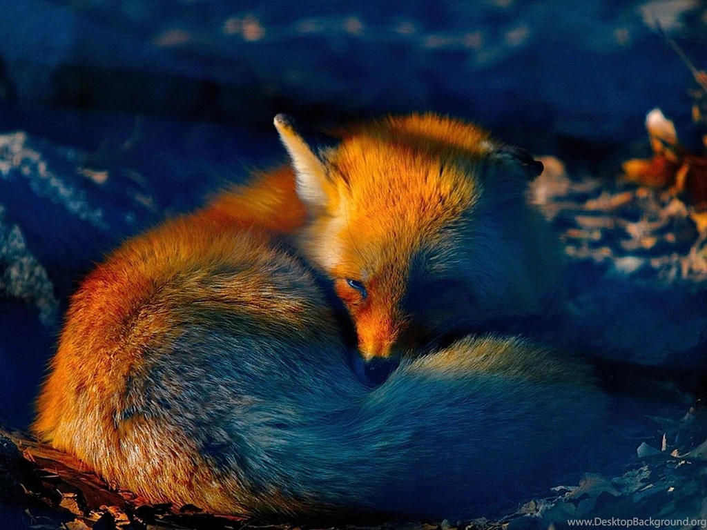 Fox Computer Wallpapers, Desktop Backgrounds